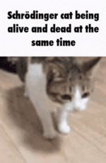 IMG_2942.gif