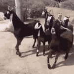 1752992341160.gif