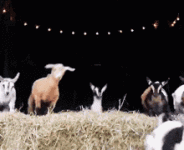 1788888735773.gif