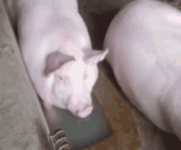 1789582766883.gif