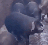 1791137016687.gif